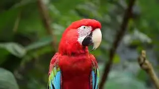 ALUNAN KICAU BURUNG DAN PIANO MERDU MUSIK MEDITASI DAN RELAKSASI