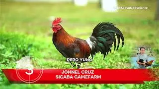 Manok na ma petcho ang katawan mas maganda #fyp