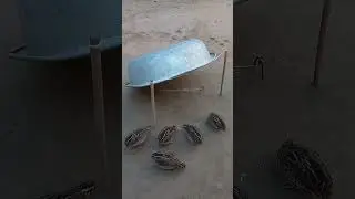 Brilliant effective quail trap #animaltrap #shorts #quail