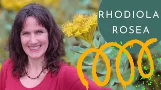 RHODIOLA ROSEA - right dosage & BENEFITS for Stress, Fatigue, Immune, Hormonal and Mental Health