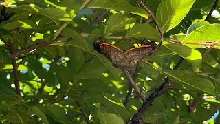 Cicada Invasion | Brood XIII & Brood XIX