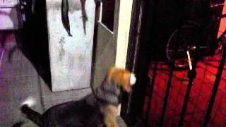 Felina y Sanuca los perritos mas kawaii y hermosos y cari&ntilde;osos del universo