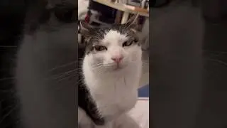 🐱🧠 Do cats take revenge? Fact or fiction? #cats #catbehavior