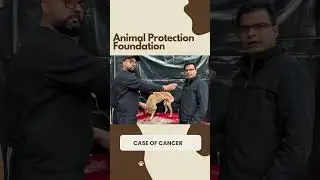 Update on Cancer dog Jalandhar Punjab Stray Dog