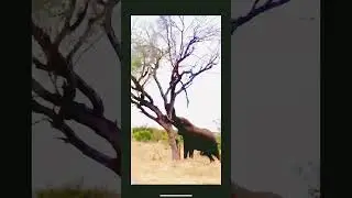 Elephant pushes down a tree!!!