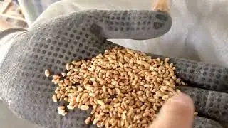 PETKUS K541 in process