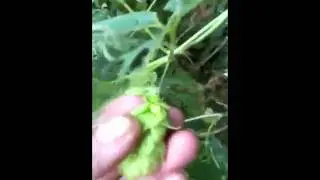 CraftBeer.com: Hop Hunt Close to Home-September Somewhere in Colorado