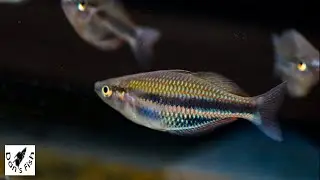 Rainbowfish Caught Flashing | Melanotaenia sp Kaladiri