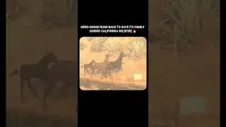 Horse runs back into wildfire smoke to rescue trapped foal and lead them to safety