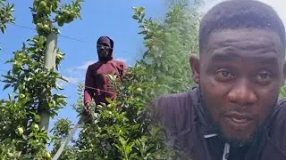 Inside the Hidden Struggles of Jamaican Farm Workers