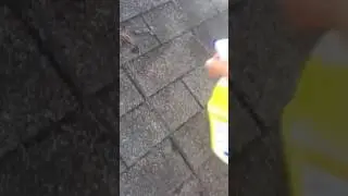 how to clean mold off asphalt roof shingles with bleach