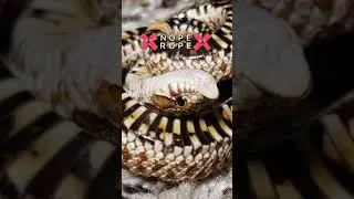WESTERN HOGNOSE NOPE ROPE