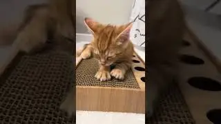 From dis to dis #cat #cute #cutecat #kitty