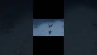 amami/サラサエビ科/Cinetorhynchus/Rhynchocinetes/奄美大島