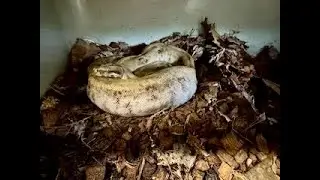 Feeding Big Meals to Pearl Island and Longicauda Boas