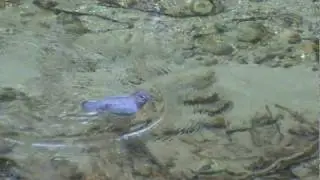 American Dipper swimming under water