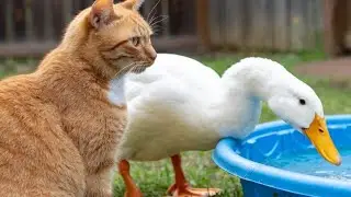 Mini Coop Tales is 🔴 live!When Chickens, Ducks & Cats Share One Yard 😄