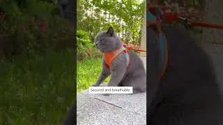 Вам пора начать выгуливать свою кошку! 😼💫