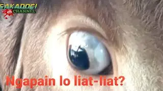 AWAS SAPI GALAK! NGERI! MATA SAPI INI SEPERTI MAU KELUAR || Tanda Sapi MARAH