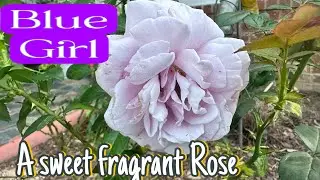 Blue Girl Hybrid Tea | A Sweet Fragrant Rose