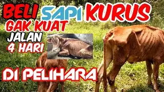 DI PELIHARA 4 HARI DAPAT HASIL 2 JUTA#CARA MENGATASI SAPI KURUS#