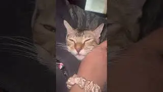 Who needs stuffed toys when you have cats #cat #cute #trending #stuffedtoy