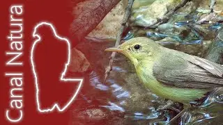 Zarcero pol&iacute;glota (Hippolais polyglotta) Melodious Warbler