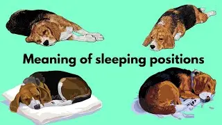 Understanding Dog Sleeping Positions: Insights into Your DOG's behaviour and Personality