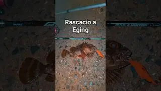&iexcl;INCRE&Iacute;BLE! 😱 Me llega este RASCACIO ☠️ mientras hac&iacute;a Eging 🦑 #eging #yamashita #pesca