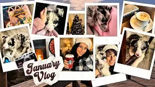 January Vlog - Border Collie or Australian Shepard