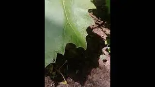 Mechanitis polymnia