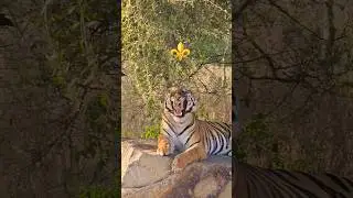 ⚜️ Welcome to the nagarh biological park 🐅  safari sisyawas jungle safari ✨️ painter tiger shroff 🔱