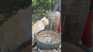 Cleaning Dirty Water For Cats 🥹❤️