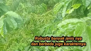 Kopi robusta banyak jenis nya dan memiliki karakter yang berbeda 