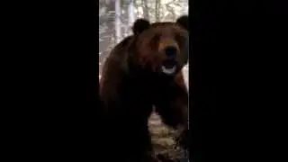 Cretan,Bear Attack.