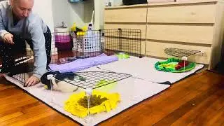 Guinea Pig Cage Refinement feat. @Cagetopia 