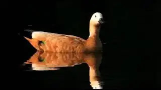 Foraging Behaviour of Ruddy Shelduck - Migratory Birds. (Tadorna ferruginea)