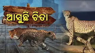 Special Flight Appointed To Bring 8 Cheetahs From Namibia For Cheetah Relocation Project || KTV