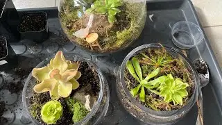 making my first pingdom | carnivorous bowl (no talking)