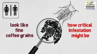 Signs Confirming Cockroach Infestation