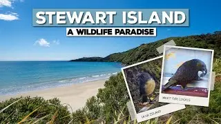 Stewart Island Is INCREDIBLE!