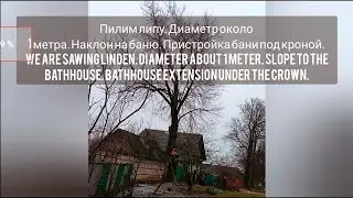 Linden tree with a diameter1 m! Липа диаметром около 1м! Недооценённое видео