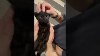 Cutest & Funniest Cat Clips | Two Cats, One Room, Endless Tail Drama