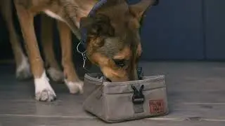 Hoot + Co / The Kibble Bag + Collapsible Bowl Promo x Loki