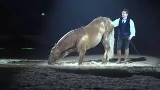 Zoher Gari Crinières d'or Cheval Passion 2017