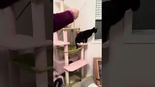 funny cat #cat #funnycats #pets #cute