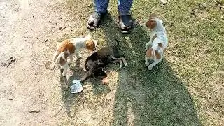 Dogs at Play
