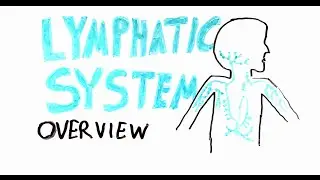 What is the Lymphatic system ?