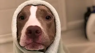 Pit Bull Bath Routine ASMR