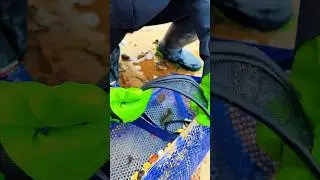 Hidden Treasure Found During Beach Cleanup What a Surprise!
